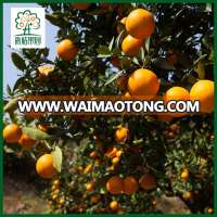 Chinese navel orange fruit names