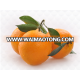 leng lane late navel orange