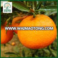 Fresh Chinese orange ponkan mandarin kino Lukan