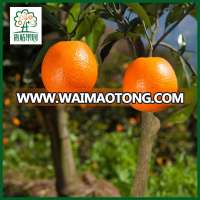 Fresh navel valencia newhall mandarin tangerin quince citrus fruits orange the fruit