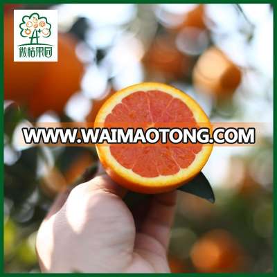 Orange color sweet red navel oranges