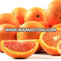 Best tasing big blood orange fruit