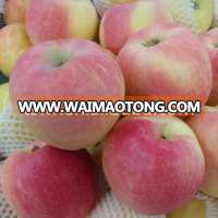 bulk fresh apples wholesale