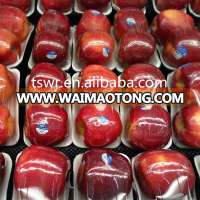 bulk fresh and red huaniu apple in stock