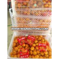 Baby mandarin/ Fresh mandarin orange/Chinese baby mandarins