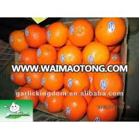 Hot sale Chinese Navel Orange Newhall