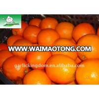 Big Navel Orange